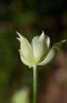 Tall thimbleweed